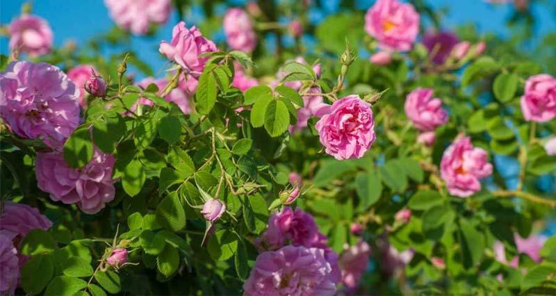 Празникът на розата Казанлък снимка 9