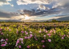 Празникът на розата Казанлък